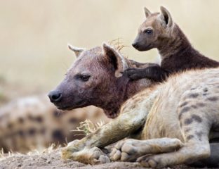 hienas com filhotes