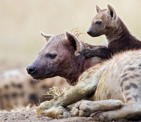 hienas com filhotes