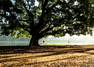 IBIRAPUERA