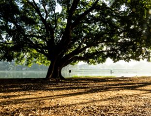 IBIRAPUERA