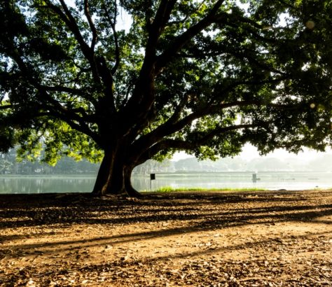 IBIRAPUERA