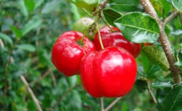 Acerola