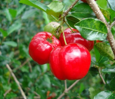 Acerola