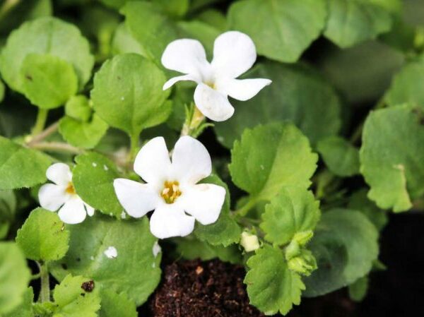 Brahmi