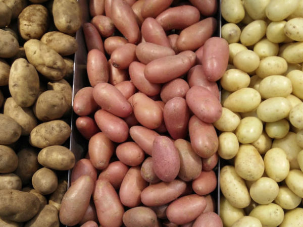 Batatas