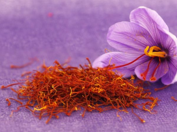 açafrão vermelho