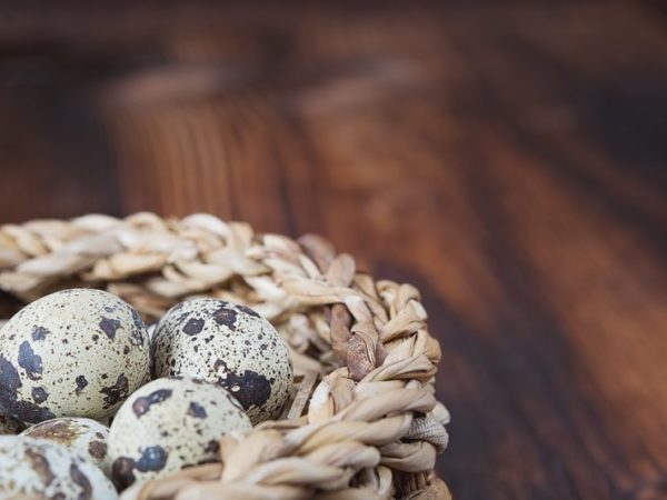 ovos de codorna