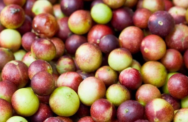 camu camu