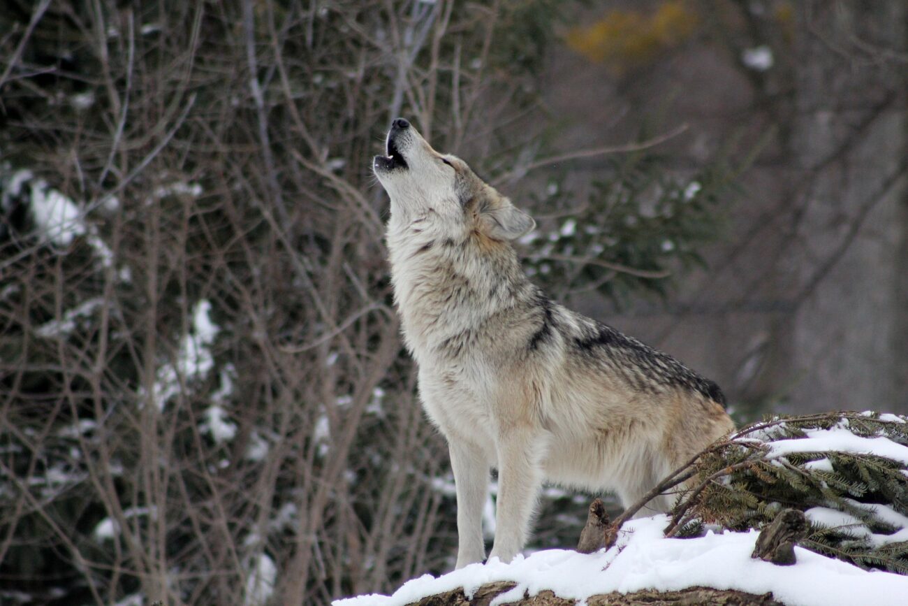 Lobo