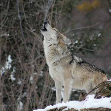 Lobo